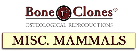 Bone Clones&reg; Catalog of Miscellaneous Mammals