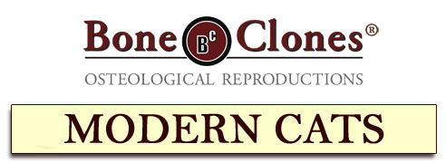 Bone Clones&reg; Catalog of Modern Cats
