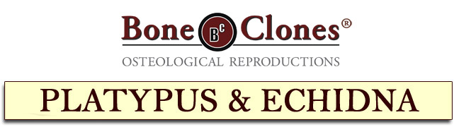 Bone Clones Platypus Catalog