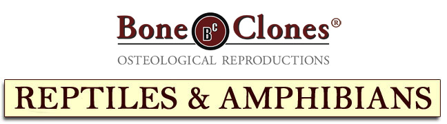 Bone Clones&reg; Reptiles and Amphibians Catalog