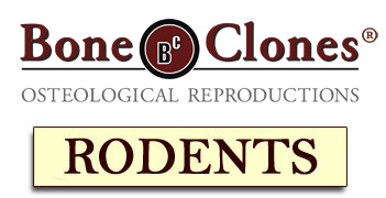 Bone Clones&reg; Rodent Catalog