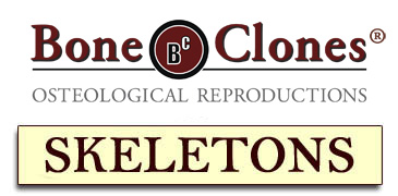 Bone Clones&reg; Catalog of Skeletons