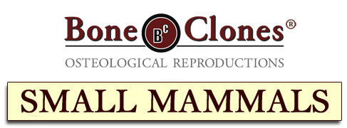 Bone Clones&reg; Small Mammal Catalog