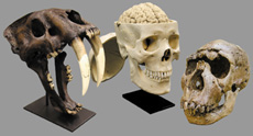 Bone Clones &reg; Replicas