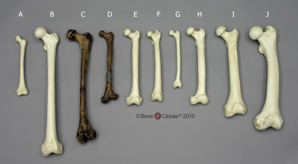 set-of-10-primate-femurs-bone-clones-inc-osteological-reproductions