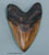 Megalodon Shark Tooth 6 3/4 inch