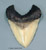 7 1/4 inch Megalodon Shark tooth