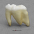 Polar Bear tooth (molar)