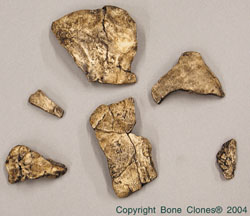 Australopithecus afarensis, 