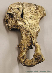 Australopithecus afarensis Half Pelvis "Lucy" KO-036-P