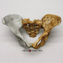Lucy Pelvis Articulated