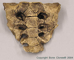 Australopithecus afarensis Sacrum "Lucy" KO-036-S