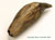 Fossil Giant Sperm Whale Tooth