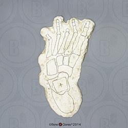 Big Foot Left Foot Grover Krantz Reconstruction KO-043L