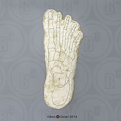 Big Foot Right Foot Grover Krantz Reconstruction KO-043R