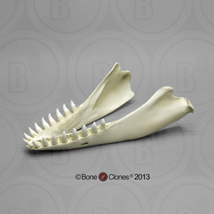 False Killer Whale Whole Lower Jaw KO-044J