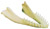 False Killer Whale Jaw (complete)