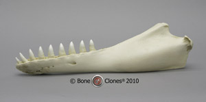 False Killer Whale Jaw (half) KO-044S