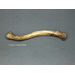 Neanderthal Clavicle Reconstruction KO-078