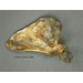 Neanderthal Scapula Reconstruction KO-080
