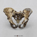 Neanderthal Pelvis Reconstruction KO-081