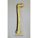 Neanderthal Femur Reconstruction KO-082
