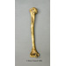 Neanderthal Humerus Reconstruction KO-083