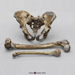 Neanderthal Pelvis Femur and Humerus Set KO-084