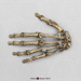 Neanderthal Hand Reconstruction KO-086