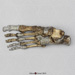 Neanderthal Foot Reconstruction KO-087