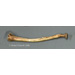 Neanderthal Radius Reconstruction KO-89