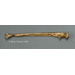 Neanderthal Ulna Reconstruction