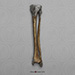 Neanderthal Tibia and Fibula Reconstruction Set KO-091