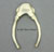 Male Chimp Hyoid
