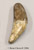 Short-Faced Bear Canine Tooth