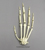 Semi-articulated Bonobo Hand