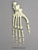 Semi-articulated Bonobo Foot