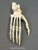 Articulated Bonobo Foot