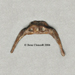 Neanderthal Hyoid Reconstruction KO-135