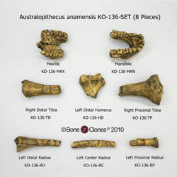 Australopithecus anamensis Cranial and Postcranial Set KO-136-SET