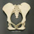 Gibbon Pelvis Assembly