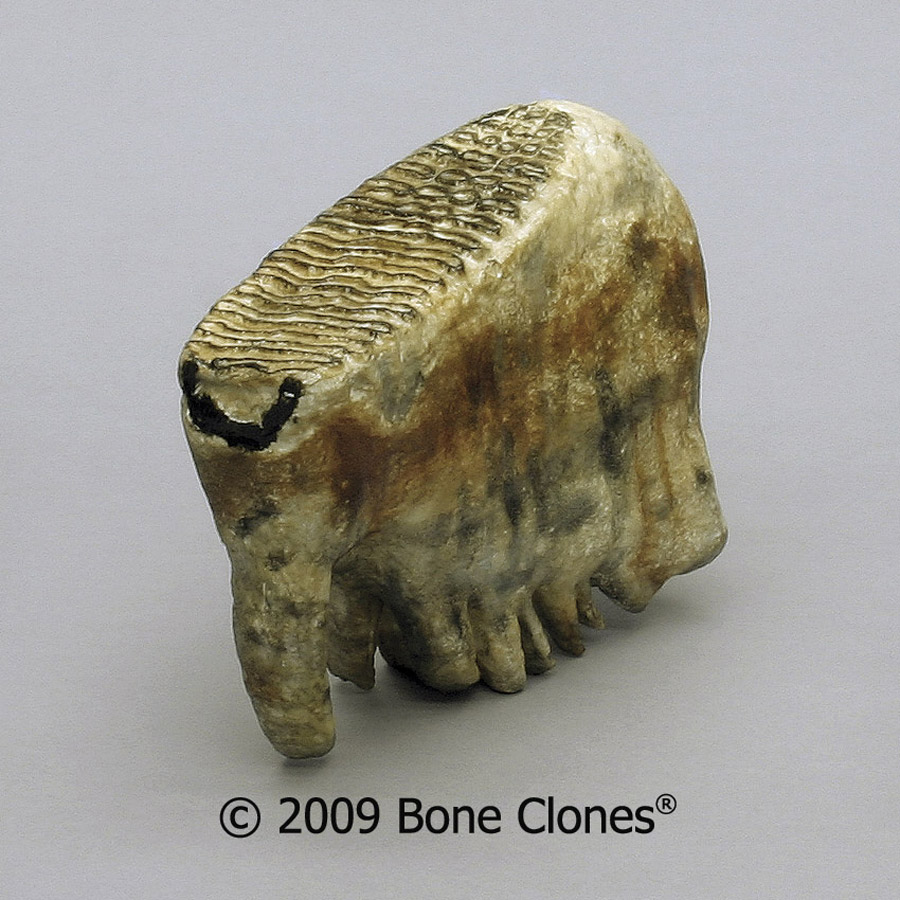 Wooly Mammoth Teeth