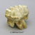 Mastodon Molar KO-199