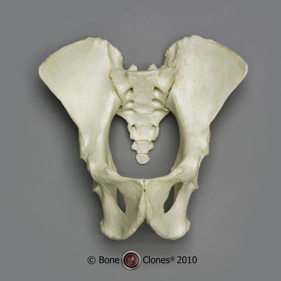 Orangutan Pelvis, Articulated - Bone Clones, Inc. - Osteological