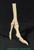 Articulated Ostrich Foot