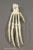 Articulated Orangutan Foot