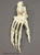 Articulated Gorilla Foot