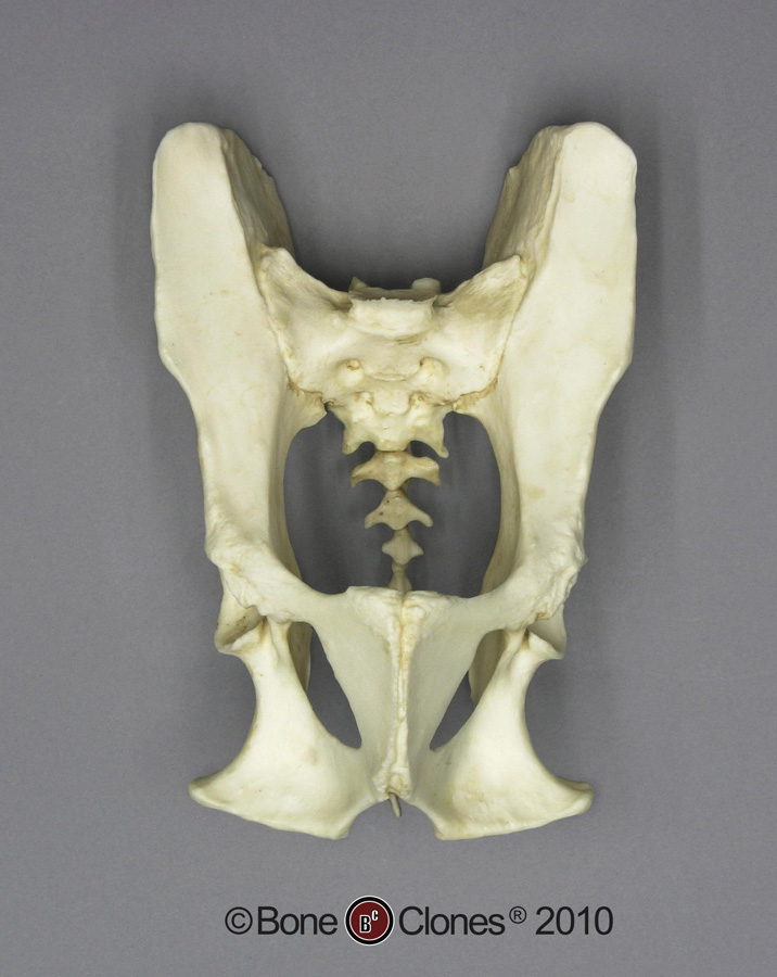 Cat Pelvic Bone