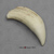 Modern Sperm Whale Tooth