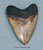 Large Megalodon Shark Tooth